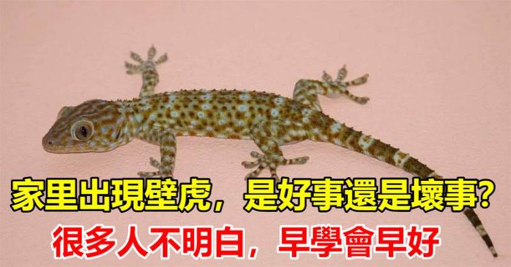 家里出現壁虎，是好事還是壞事？壁虎進門能打嗎？看完就全明白了