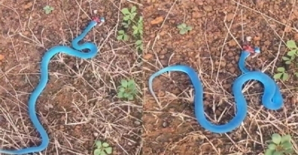 男子路遇一條藍色的蛇朝他爬過來，他躲開撿回一命，回家發現蛇的真實身分讓他超後悔