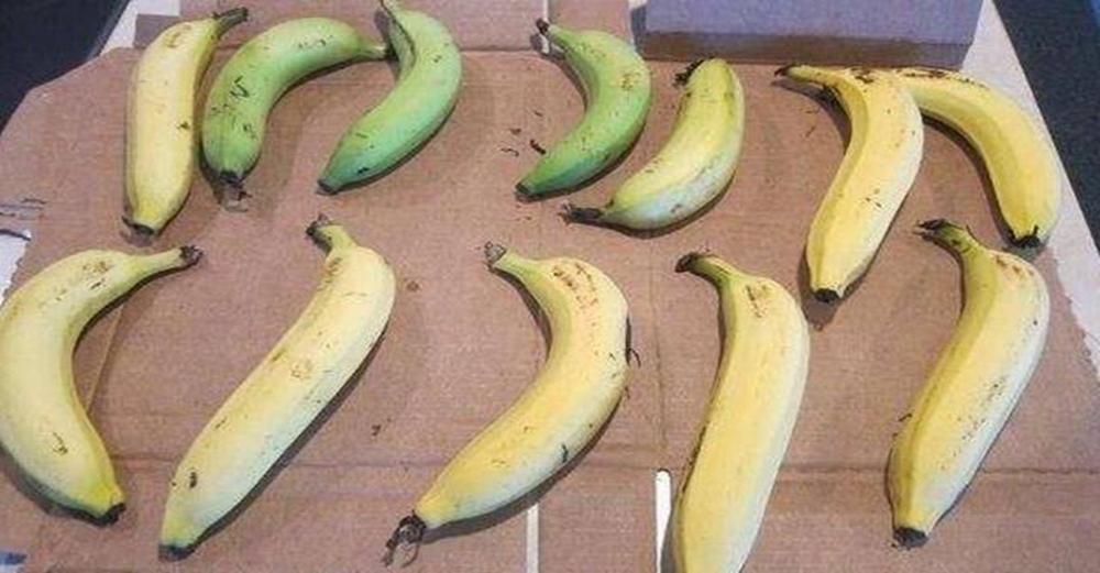 香蕉放兩天就變黑 ？果農教我4招，放一個星期都不爛，簡單實用