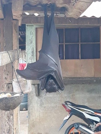 阿嬤養的？巨型蝙蝠「比人還大」掛在後院　網友起底「國寶級品種」連老鷹都怕牠