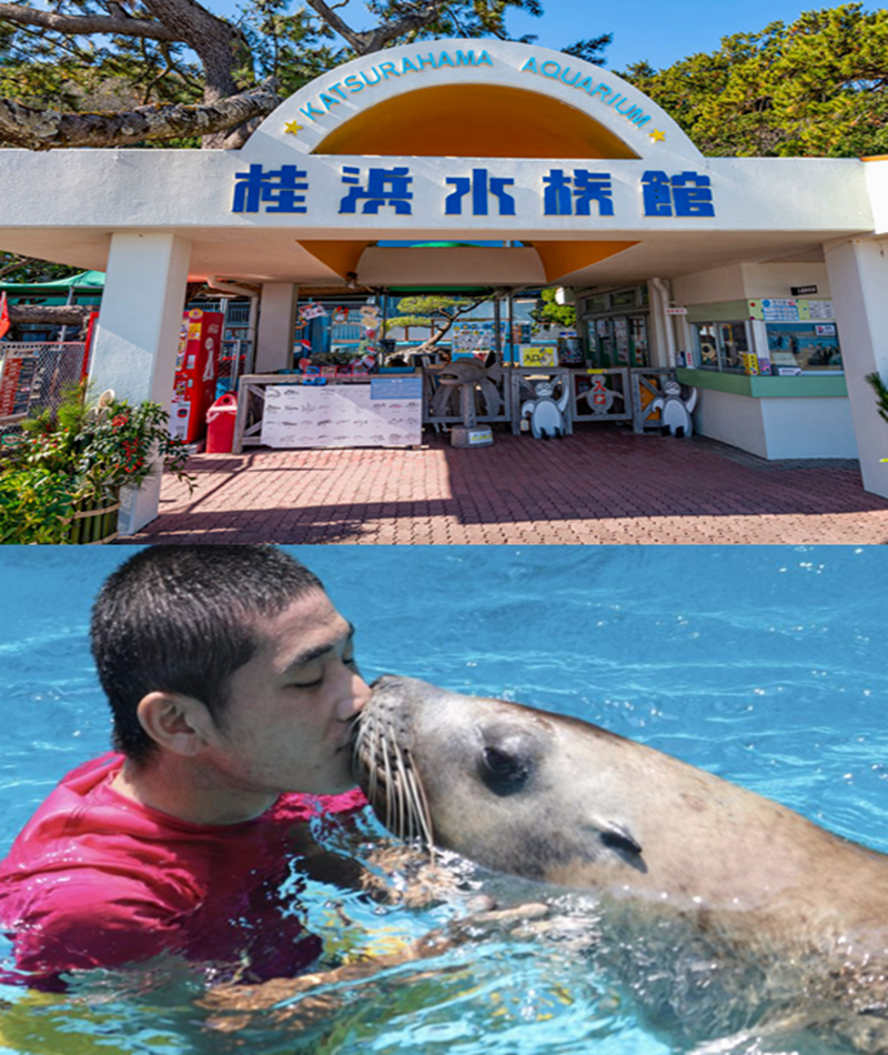 水族館宣布「取消熱門動物表演」！海獅「不用上班營業」變一尾活龍：做自己好自在～