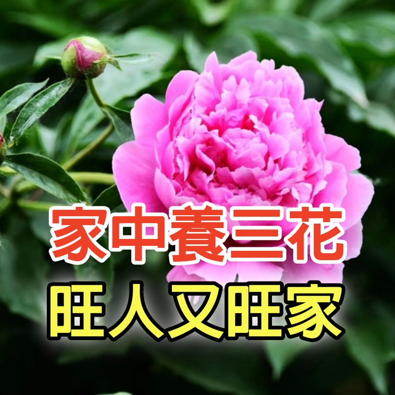 “家中養三花，旺人又旺家”，老祖先留下的經驗，真的有道理