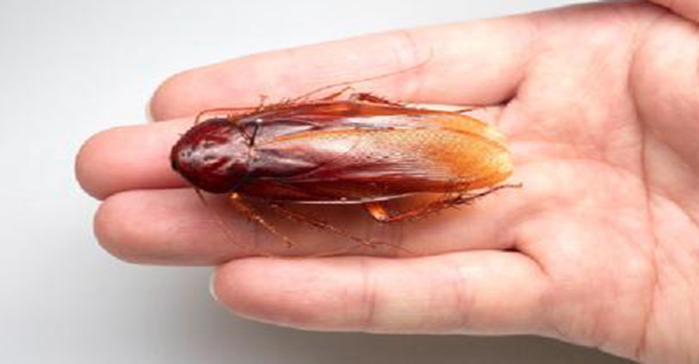 發現「台灣特有大蟑螂」！身長超過「5公分」學者驚嘆：比家裡的更大隻