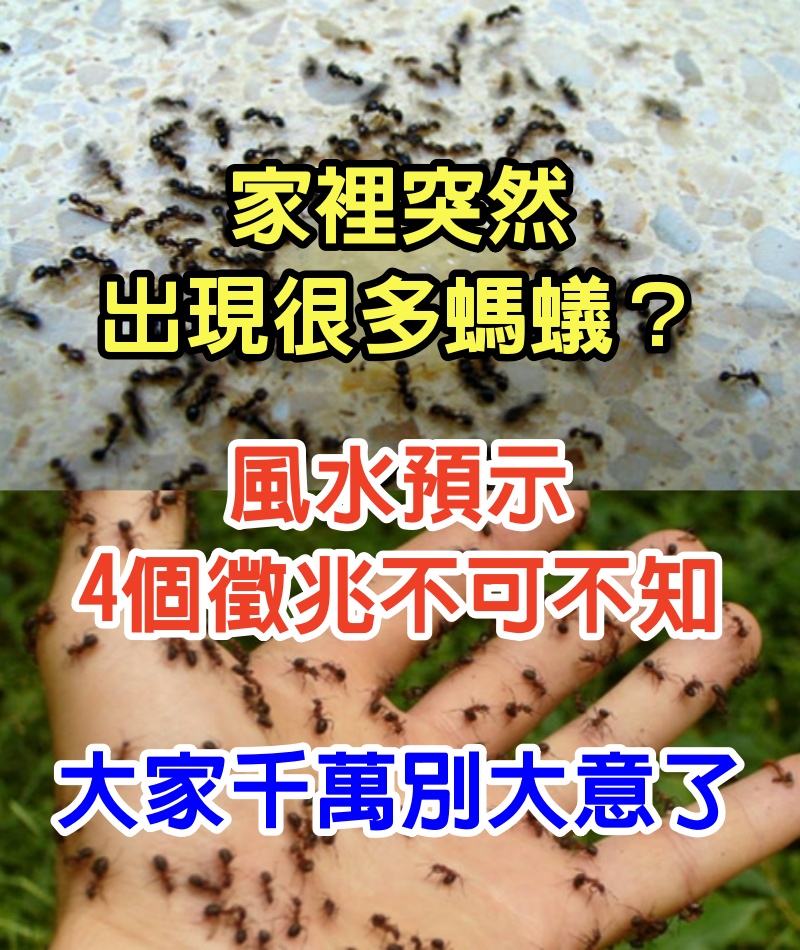家裡突然出現很多螞蟻？風水預示「4個徵兆不可不知」　大家千萬別大意了