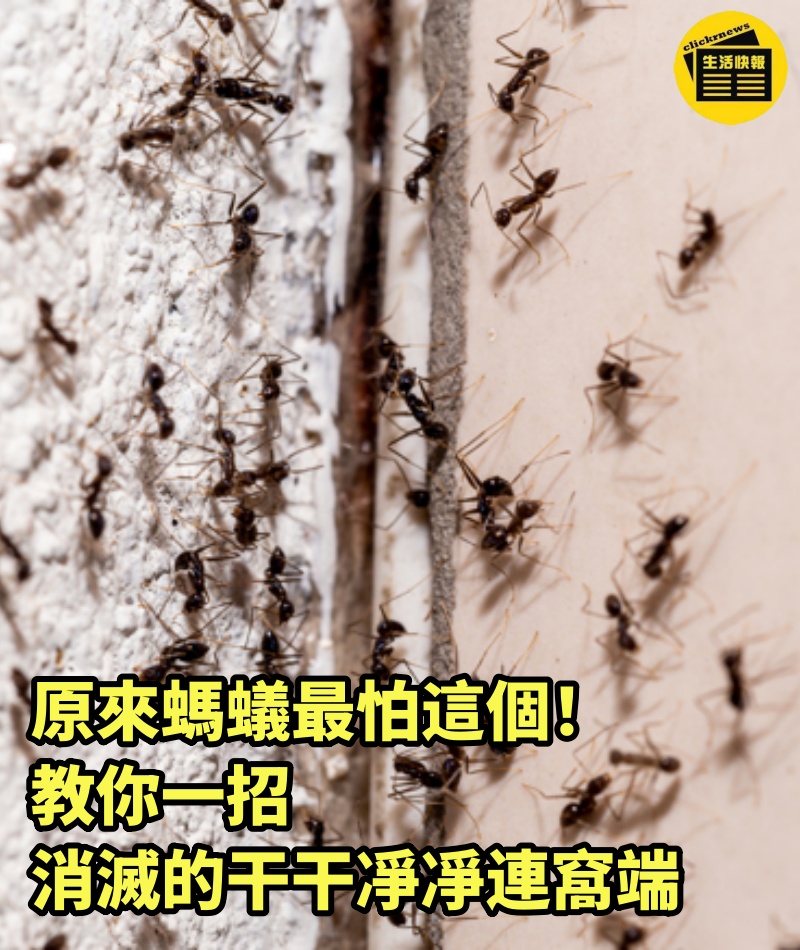 原來螞蟻最怕這個!教你一招,消滅的干干凈凈連窩端