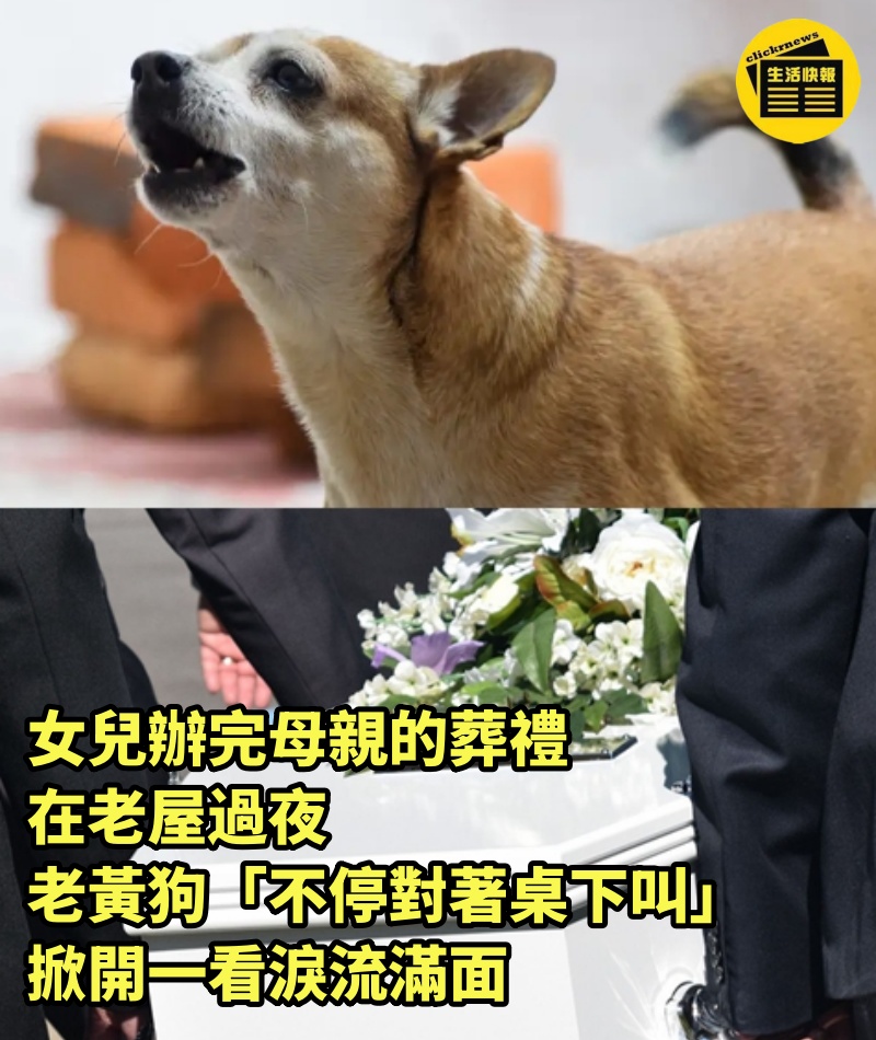 女兒辦完母親的葬禮,在老屋過夜,老黃狗「不停對著桌下叫」,掀開一看淚流滿面