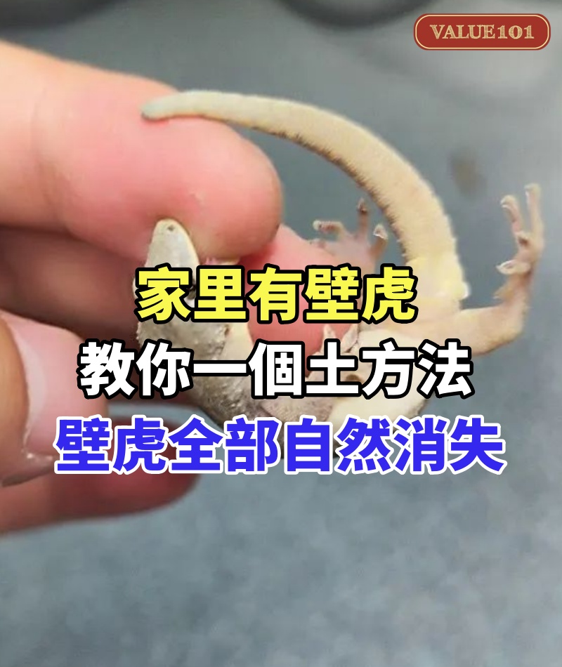 家里有壁虎，千萬別殺生！教你一個土方法，家裡的壁虎全部自然消失！