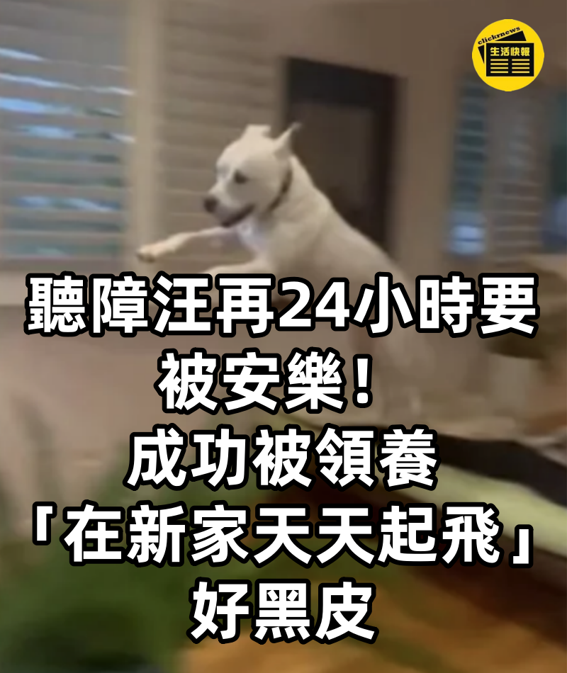聽障汪再24小時要被安樂！成功被領養「在新家天天起飛」好黑皮