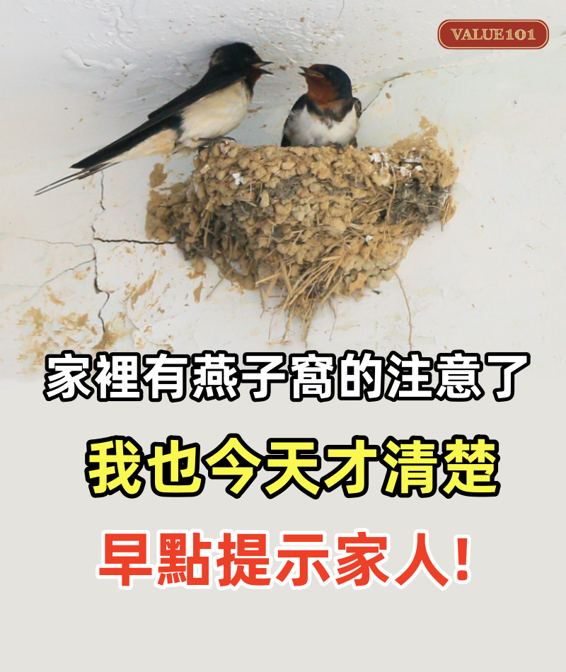 家裡有燕子窩的注意了，我也今天才清楚，早點提示家人，真的長知識了！