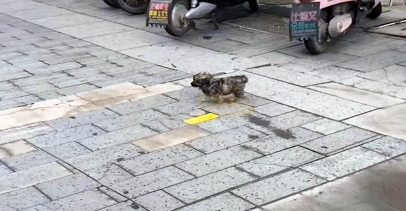 小奶狗沒有了媽媽後,牠追著路人求收養,雖然很多人都拒絕,但牠依舊不放棄