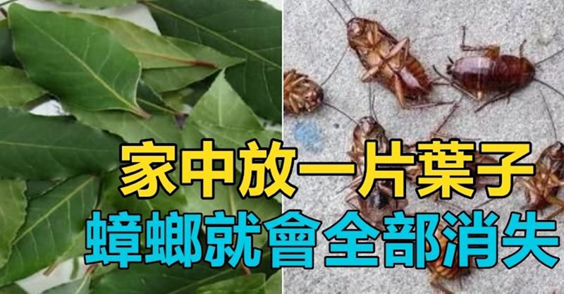 超實用趕走蟑螂的妙方,家中放一片葉子,一晚蟑螂就會全部消失