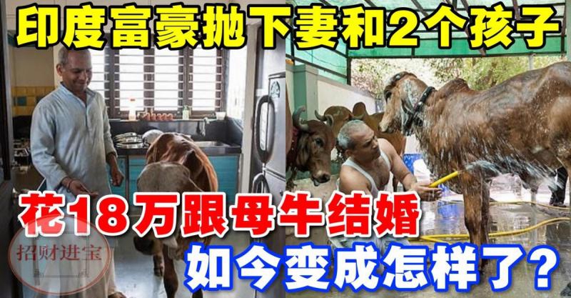 印度富豪拋棄妻子和兩個孩子，花18萬跟母牛結婚，多瘋狂才能這樣