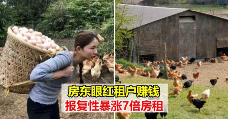 女子租山地養雞,效益好被房東看不慣要求漲7倍房租,一租金高達20萬,要求被拒後私自放走租戶上千隻雞