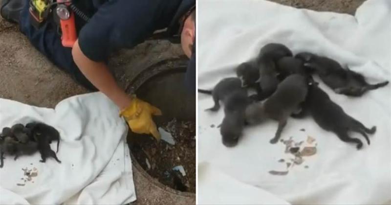 下水道救出8隻小黑狗送醫救治，獸醫震驚：這些不是小狗，快送回去